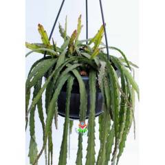 Rhipsalis Cruciformis ÇOK NADİR SARKAN TÜR- Başka Yerde Yok-12 cm saksıda-Güneşte Kırmızı Renk Alır