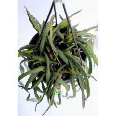 Rhipsalis Cruciformis ÇOK NADİR SARKAN TÜR- Başka Yerde Yok-12 cm saksıda-Güneşte Kırmızı Renk Alır