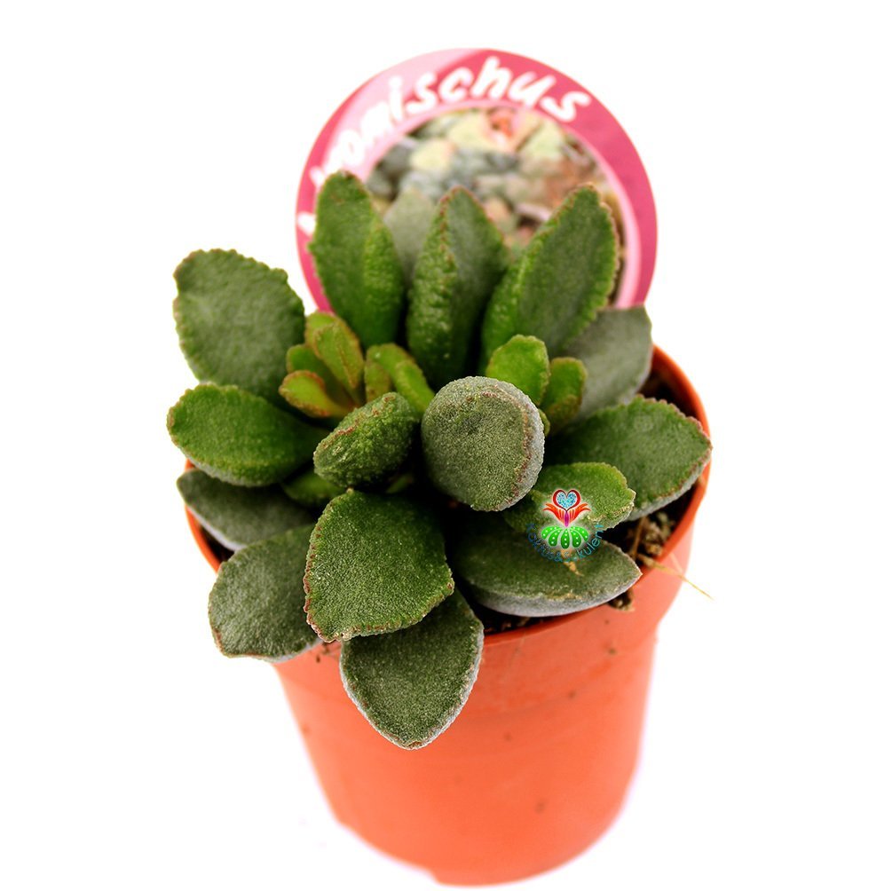 Adromischus Marianae -Büyük Fantastik Yapraklı-8,5 cm Saksıda
