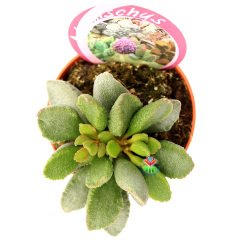 Adromischus Marianae -Büyük Fantastik Yapraklı-8,5 cm Saksıda