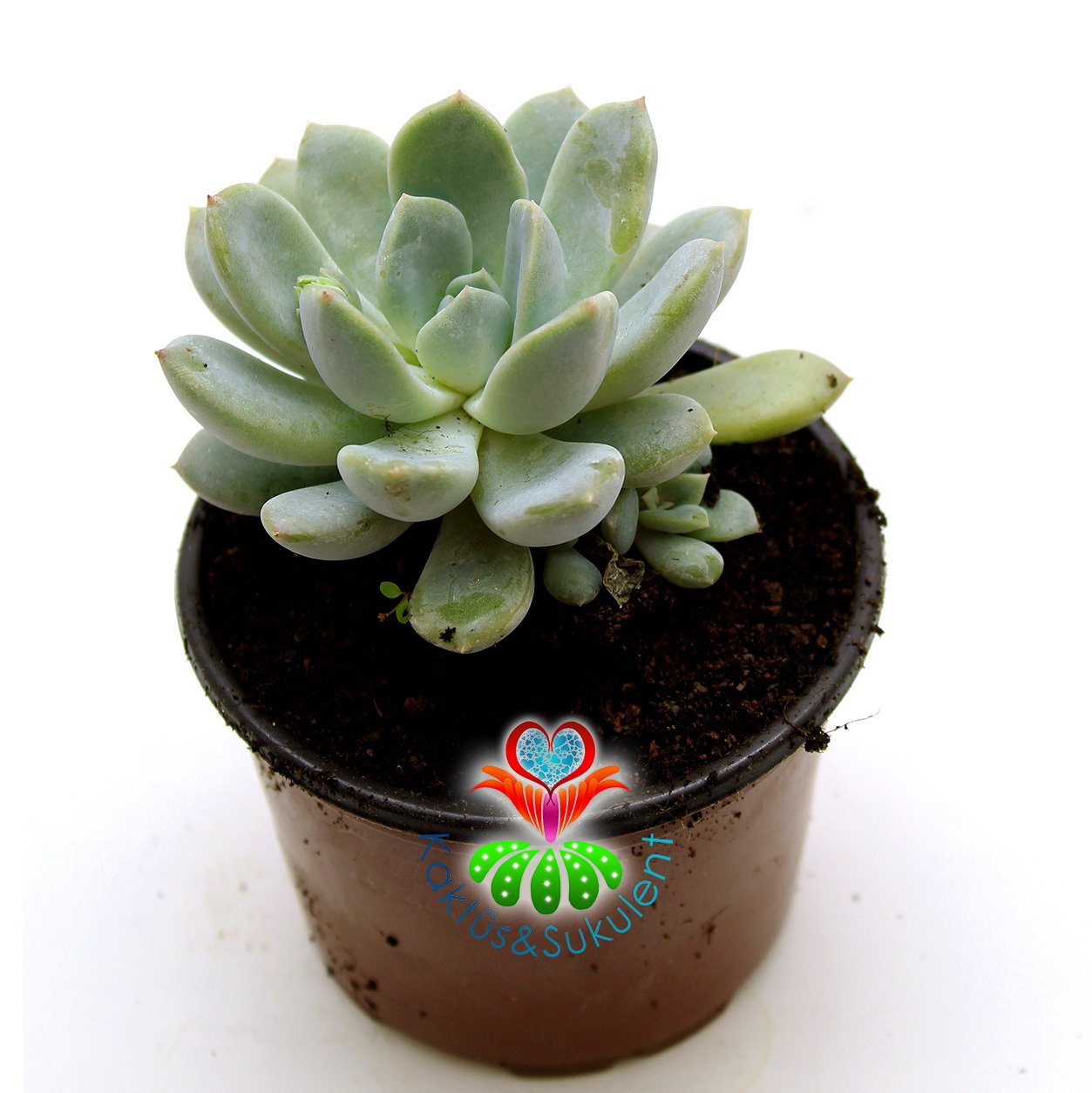Pachyphytum Hookeri,Gri Yapraklı-Mükemmel Formlu-Büyük Boy-8,5 cm saksıda-Sukulent, Kaktüs