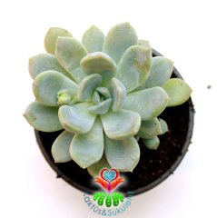 Pachyphytum Hookeri,Gri Yapraklı-Mükemmel Formlu-Büyük Boy-8,5 cm saksıda-Sukulent, Kaktüs