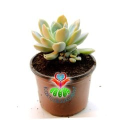 Pachyphytum Hookeri,Gri Yapraklı-Mükemmel Formlu-Büyük Boy-8,5 cm saksıda-Sukulent, Kaktüs