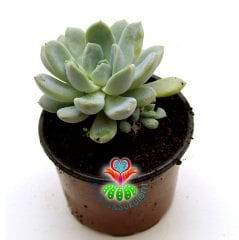 Pachyphytum Hookeri,Gri Yapraklı-Mükemmel Formlu-Büyük Boy-8,5 cm saksıda-Sukulent, Kaktüs