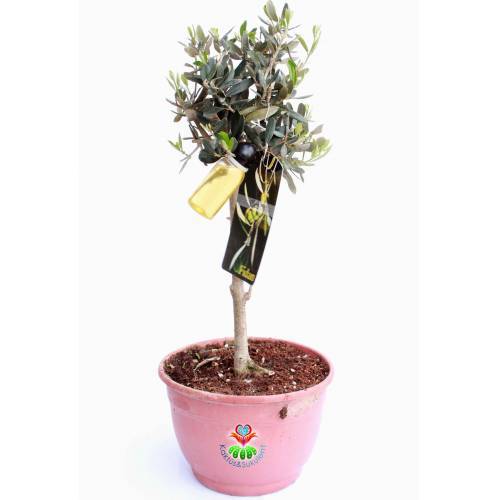 Bonsai, Delice Zeytin Ağacı, 40 cm+ Boy, 500 yıl Ömürlü Dev Boy Bonsai Zeytin