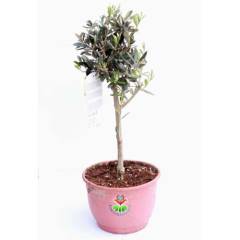 Bonsai, Delice Zeytin Ağacı, 40 cm+ Boy, 500 yıl Ömürlü Dev Boy Bonsai Zeytin