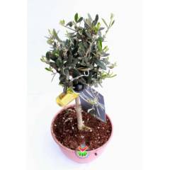 Bonsai, Delice Zeytin Ağacı, 40 cm+ Boy, 500 yıl Ömürlü Dev Boy Bonsai Zeytin