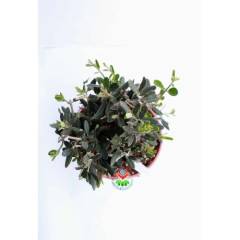 Bonsai, Delice Zeytin Ağacı, 40 cm+ Boy, 500 yıl Ömürlü Dev Boy Bonsai Zeytin