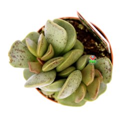 Adromischus Rupicola -Kare Şeklinde Yapraklı-5,5 cm Saksıda