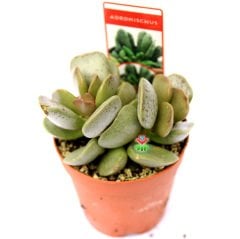 Adromischus Rupicola -Kare Şeklinde Yapraklı-5,5 cm Saksıda