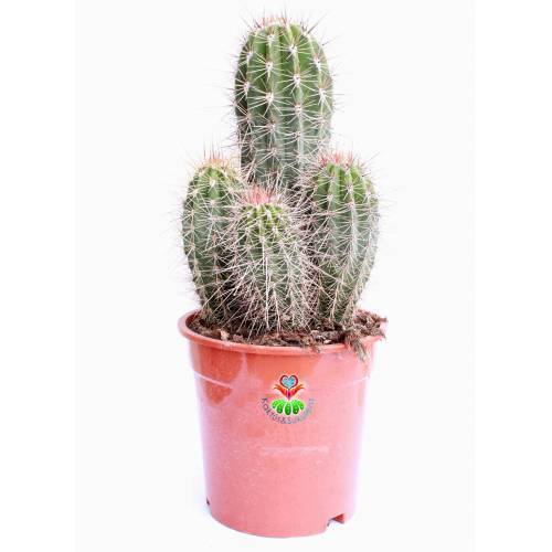 Kaktüs,Pilocereus Gounellei - DEV BOY- 20+cm Uzunluk-19 cm Saksıda -Cactus,Sukulent