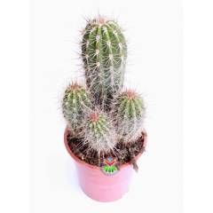 Kaktüs,Pilocereus Gounellei - DEV BOY- 20+cm Uzunluk-19 cm Saksıda -Cactus,Sukulent
