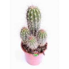 Kaktüs,Pilocereus Gounellei - DEV BOY- 20+cm Uzunluk-15 cm Saksıda -Cactus,Sukulent