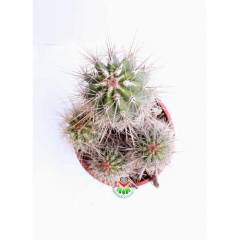 Kaktüs,Pilocereus Gounellei - DEV BOY- 20+cm Uzunluk-15 cm Saksıda -Cactus,Sukulent
