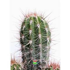 Kaktüs,Pilocereus Gounellei - DEV BOY- 20+cm Uzunluk-15 cm Saksıda -Cactus,Sukulent