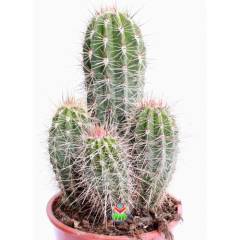 Kaktüs,Pilocereus Gounellei - DEV BOY- 20+cm Uzunluk-15 cm Saksıda -Cactus,Sukulent