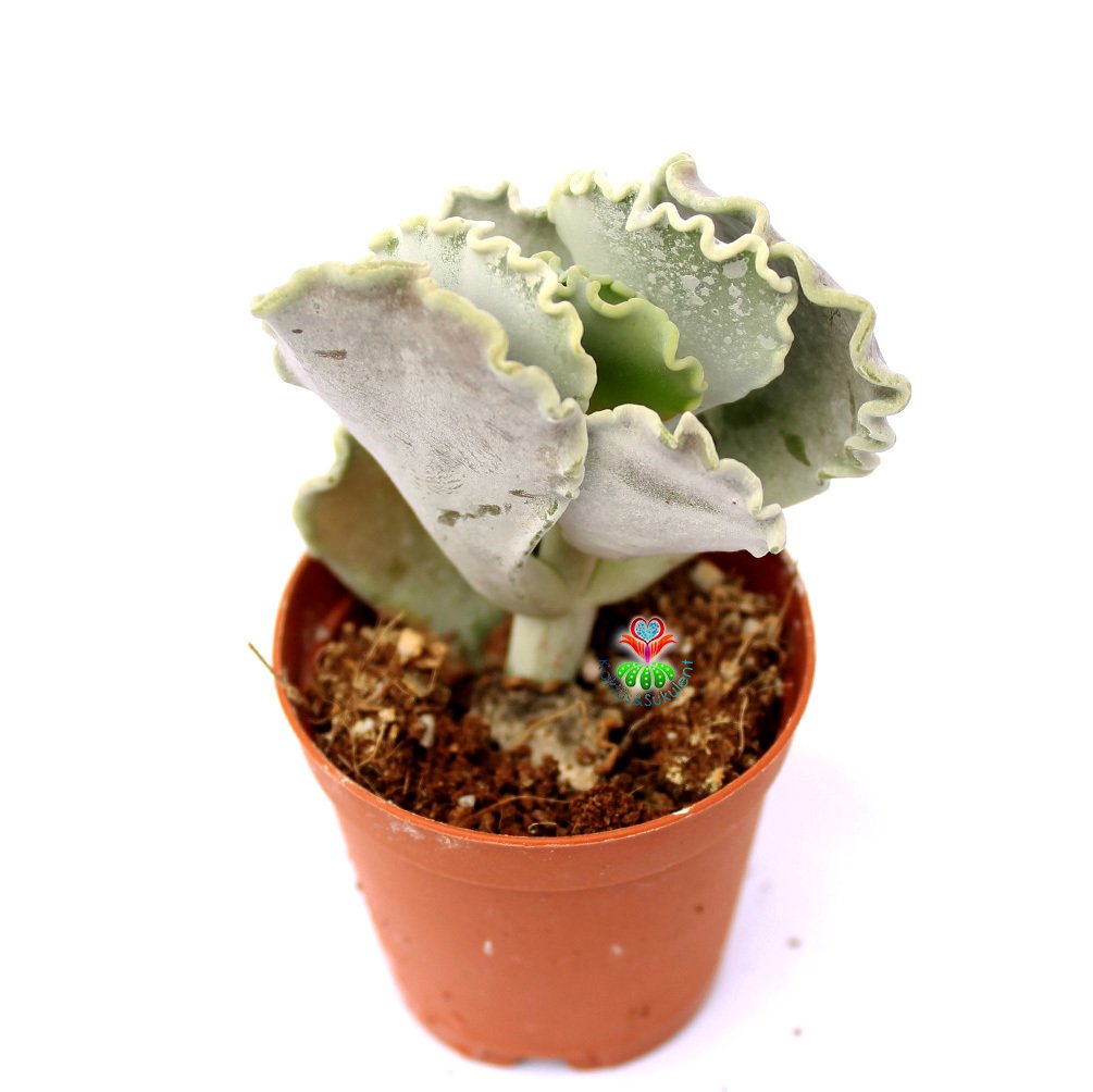 Adromischus Undulatus-Beyaz Kıvırcık Uçlu Yapraklı -5,5 cm Saksıda