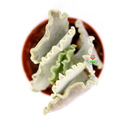 Adromischus Undulatus-Beyaz Kıvırcık Uçlu Yapraklı -5,5 cm Saksıda