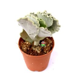 Adromischus Undulatus-Beyaz Kıvırcık Uçlu Yapraklı -5,5 cm Saksıda