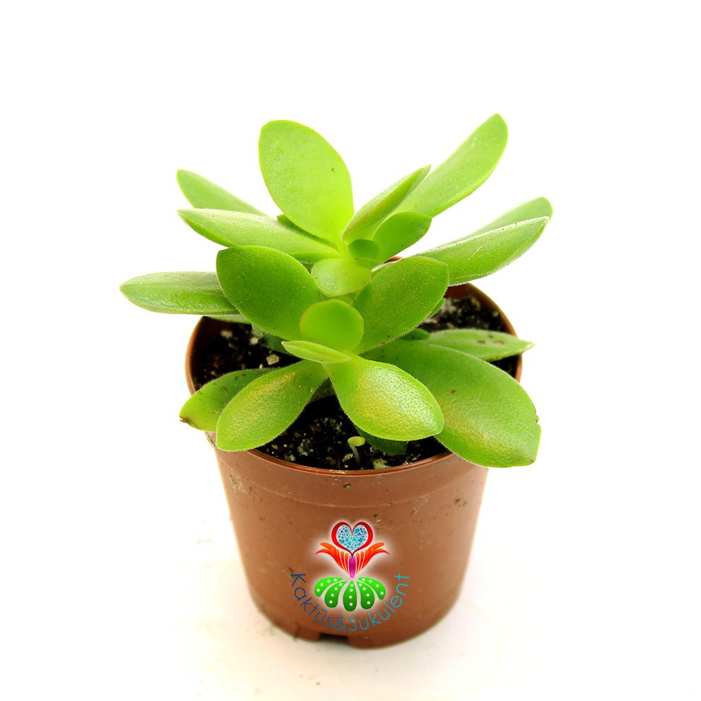 Sukulent,Crassula Ovata Compacta - Farklı Melez Para Ağacı 5,5 cm Saksıda-Teraryum,Kaktüs