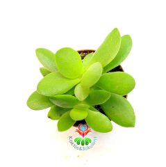 Sukulent,Crassula Ovata Compacta - Farklı Melez Para Ağacı 5,5 cm Saksıda-Teraryum,Kaktüs