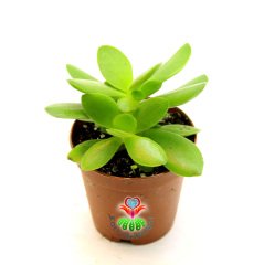 Sukulent,Crassula Ovata Compacta - Farklı Melez Para Ağacı 5,5 cm Saksıda-Teraryum,Kaktüs