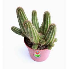Kaktüs, Lobivia Species-Muhteşem Fuşya Renk Çiçek Açar-10,5 cm Saksıda-Teraryum,Sukulent