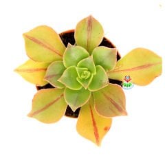 Aeonium Decorum-Yeşil Bordo Çizgili Yapraklı -5,5 cm Saksıda