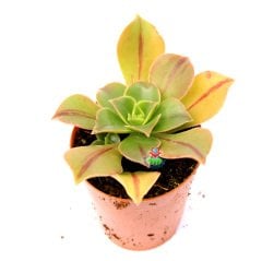 Aeonium Decorum-Yeşil Bordo Çizgili Yapraklı -5,5 cm Saksıda