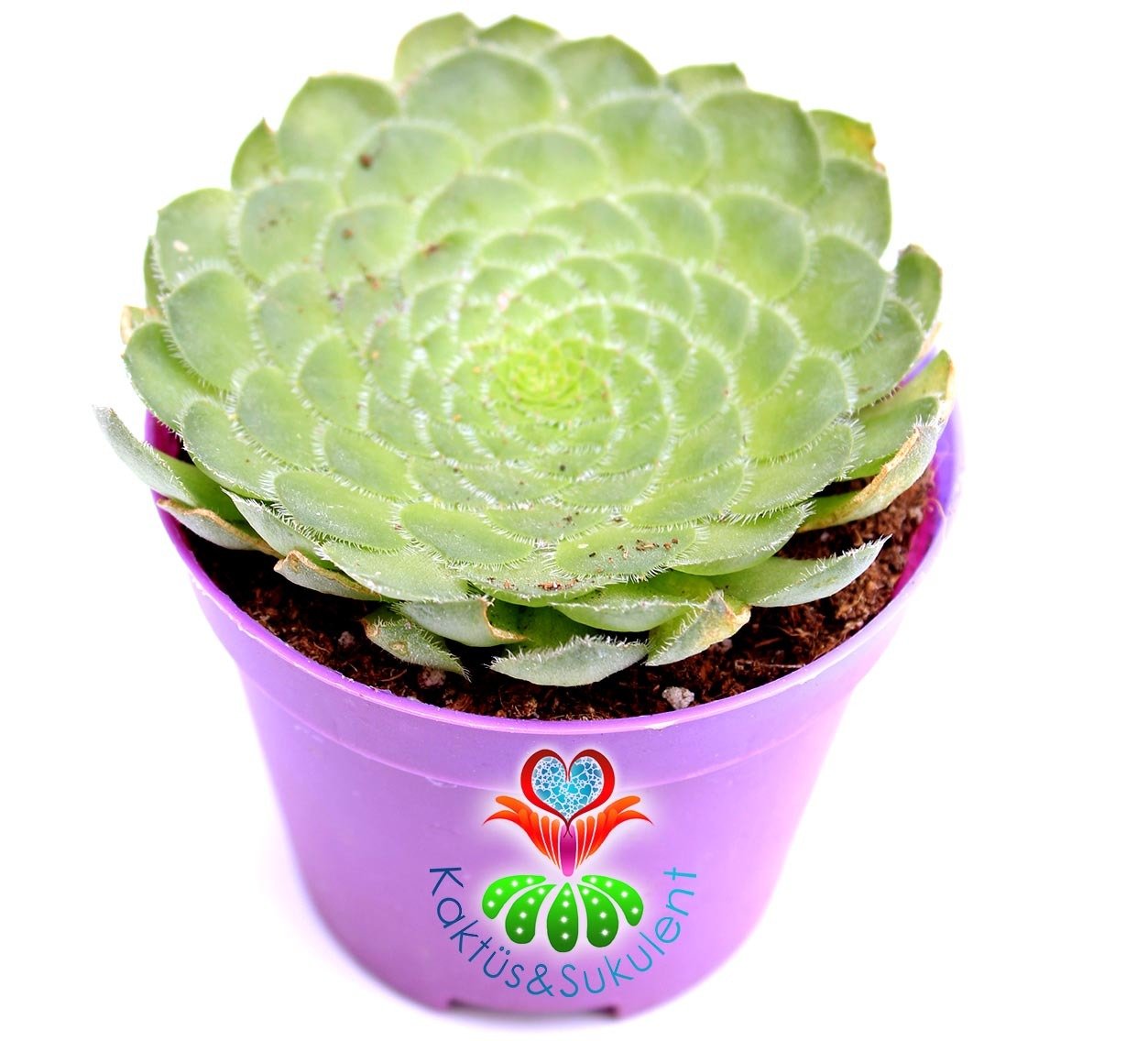 Aeonium Tabuliforme -14 cm Saksıda Nadir Tür Sukulent
