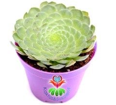 Aeonium Tabuliforme -14 cm Saksıda Nadir Tür Sukulent