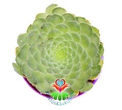 Aeonium Tabuliforme -14 cm Saksıda Nadir Tür Sukulent