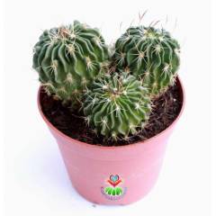 Kaktüs, Echinofossulocactus (Stenocactus) Multicostatus -8 cm saksıda-Teraryum,Kaktus,Sukulent