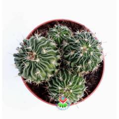 Kaktüs, Echinofossulocactus (Stenocactus) Multicostatus -8 cm saksıda-Teraryum,Kaktus,Sukulent