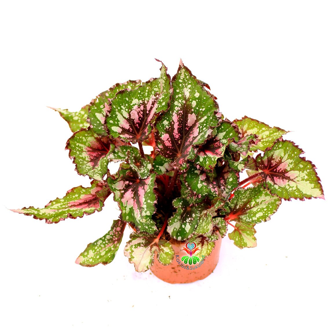 Begonia Forest Stream-Pembe ve Yeşil Yapraklı Begonya Rex 10,5 cm Saksıda
