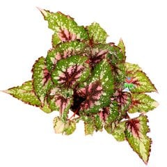 Begonia Forest Stream-Pembe ve Yeşil Yapraklı Begonya Rex 10,5 cm Saksıda