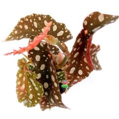 Begonia Forest Stream-Pembe ve Yeşil Yapraklı Begonya Rex 10,5 cm Saksıda