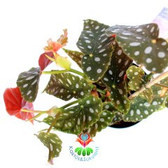 Begonia Forest Stream-Pembe ve Yeşil Yapraklı Begonya Rex 10,5 cm Saksıda