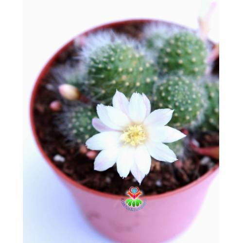 Kaktüs, Rebutia Albiflora Sunrise -Beyaz Renk Çiçek Açar-Çok Nadir Tür-5,5 cm saksıda
