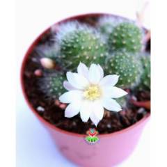 Kaktüs, Rebutia Albiflora Sunrise -Beyaz Renk Çiçek Açar-Çok Nadir Tür-5,5 cm saksıda