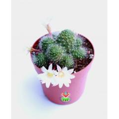 Kaktüs, Rebutia Albiflora Sunrise -Beyaz Renk Çiçek Açar-Çok Nadir Tür-5,5 cm saksıda