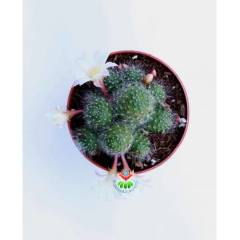 Kaktüs, Rebutia Albiflora Sunrise -Beyaz Renk Çiçek Açar-Çok Nadir Tür-5,5 cm saksıda