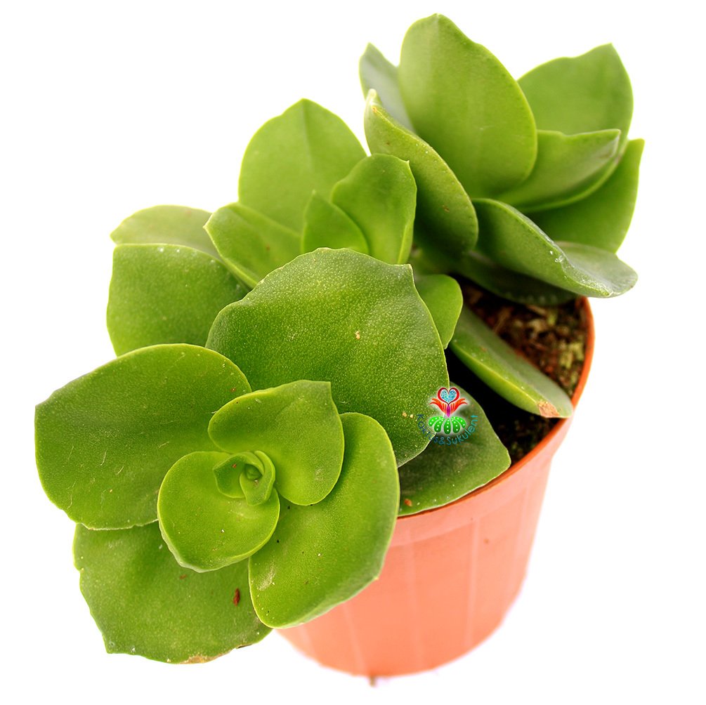 Crassula Lactea Simetrik Yapraklı -8,5 cm Saksıda