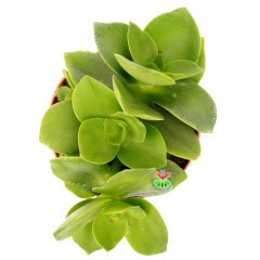 Crassula Lactea Simetrik Yapraklı -8,5 cm Saksıda