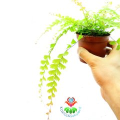 Adiantum Caudatum -Evinize Orman Kokusu Getirir-Saksıda Birçok Kök,8 cm Saksı Delta Maidenhair Fern