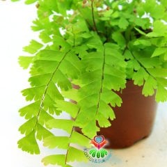 Adiantum Caudatum -Evinize Orman Kokusu Getirir-Saksıda Birçok Kök,8 cm Saksı Delta Maidenhair Fern