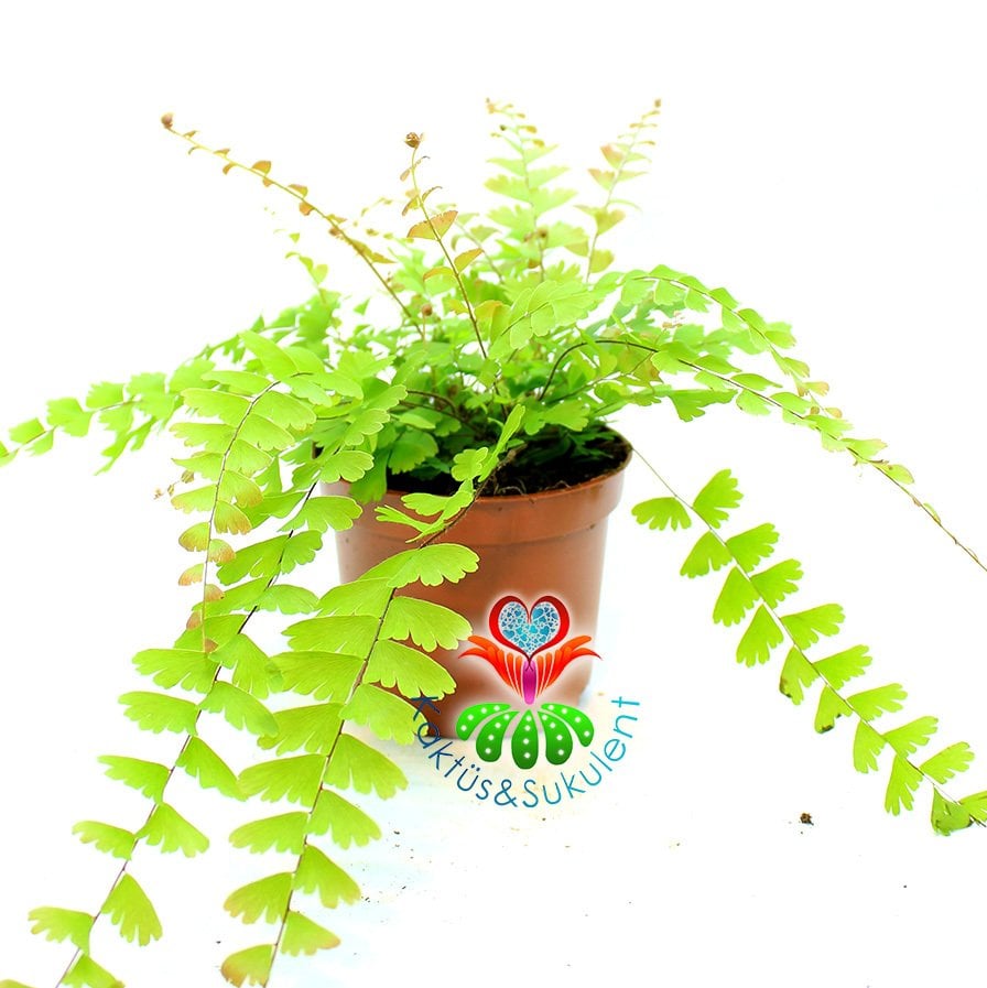 Adiantum Caudatum -Evinize Orman Kokusu Getirir-Saksıda Birçok Kök,8 cm Saksı Delta Maidenhair Fern