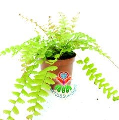 Adiantum Caudatum -Evinize Orman Kokusu Getirir-Saksıda Birçok Kök,8 cm Saksı Delta Maidenhair Fern