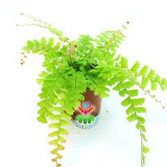 Adiantum Caudatum -Evinize Orman Kokusu Getirir-Saksıda Birçok Kök,8 cm Saksı Delta Maidenhair Fern