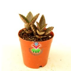 Aşkın Gözyaşı Çiçeği, Kalanchoe Daigremontiana 5,5 cm saksıda- Sukulent, Teraryum, Kaktüs